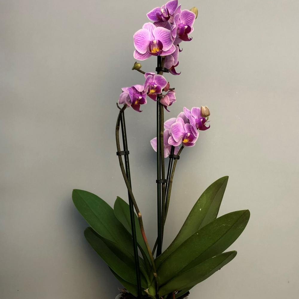 Орхидея Фаленопсис (2 ств)